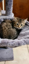 Frieda