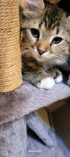 Frieda