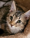 Frieda