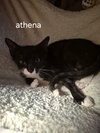 Athena