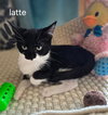 Latte