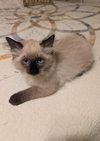 Swanhilde the Chocolate Point Siamese