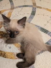 Solor the Seal Point Siamese