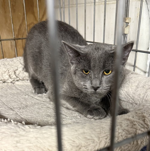 Monkey the Manx