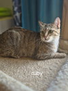 Ruby the Beautiful Torbie