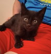 Louie