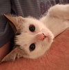 Emmett