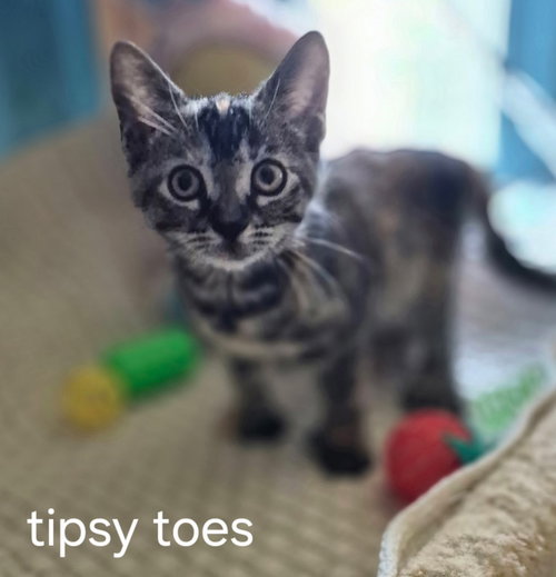 Tipsy Toes the Hemingway Kitty