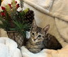 Sprout