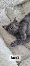 Axel