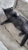 Axel