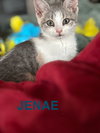 Jennae