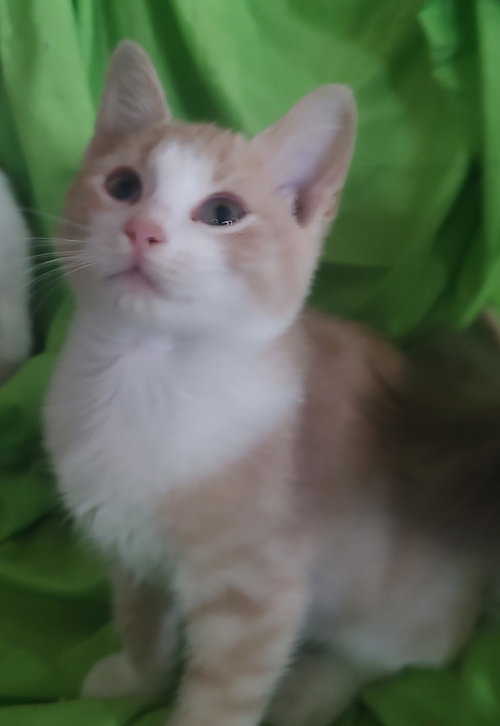 Quasar