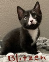 Blitzen