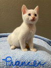 Prancer the Flame Point Siamese