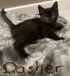 Dasher