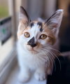 Amy