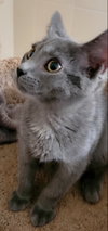 Henry