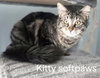Kitty Softpaws
