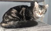 Kitty Softpaws
