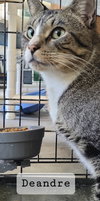 Deandre (FELV+)