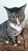 Deandre (FELV+)