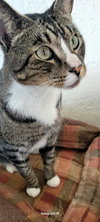 Deandre (FELV+)