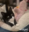 Widget