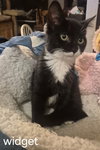 Widget
