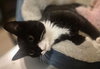 Widget