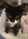 Widget