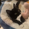 Widget