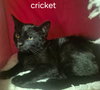 Cricket