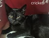 Cricket