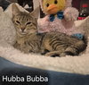 Hubba Bubba