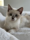 Dulce