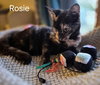 Rosie