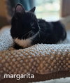 Margarita
