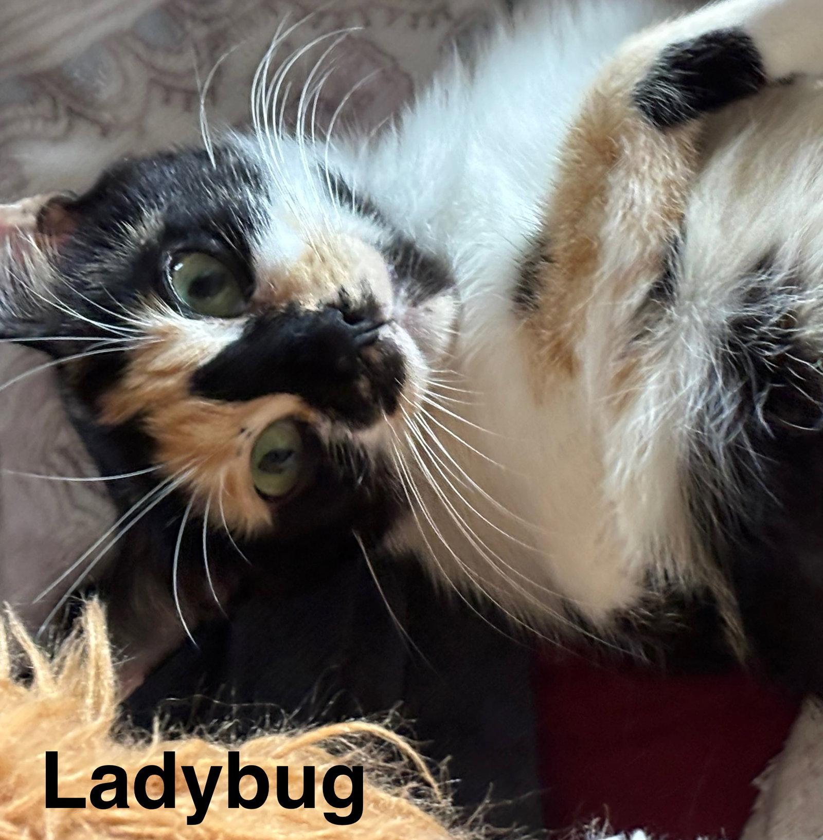 Ladybug Image