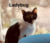 Ladybug