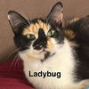 Ladybug