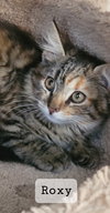 Roxy