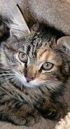 Roxy