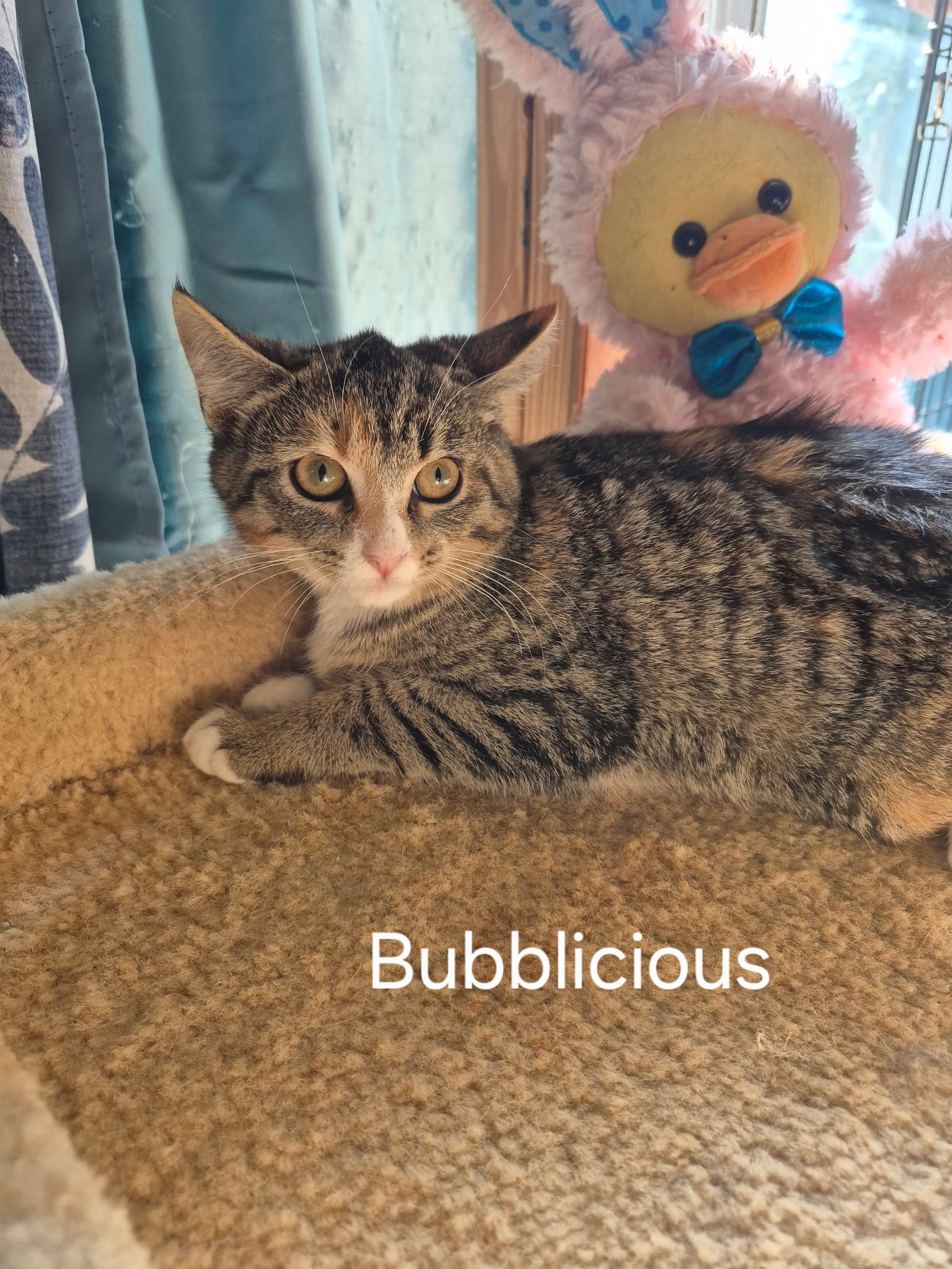 Bubbalicious Image
