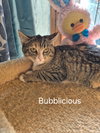 Bubbalicious