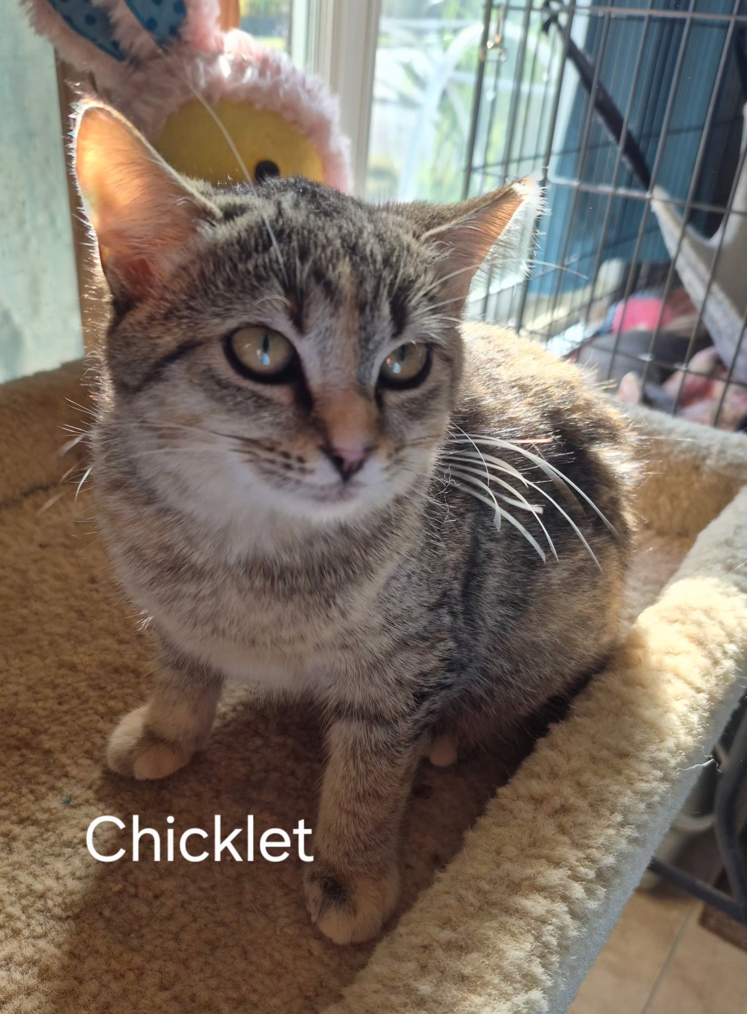 Chicklet Image