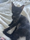 Angelina