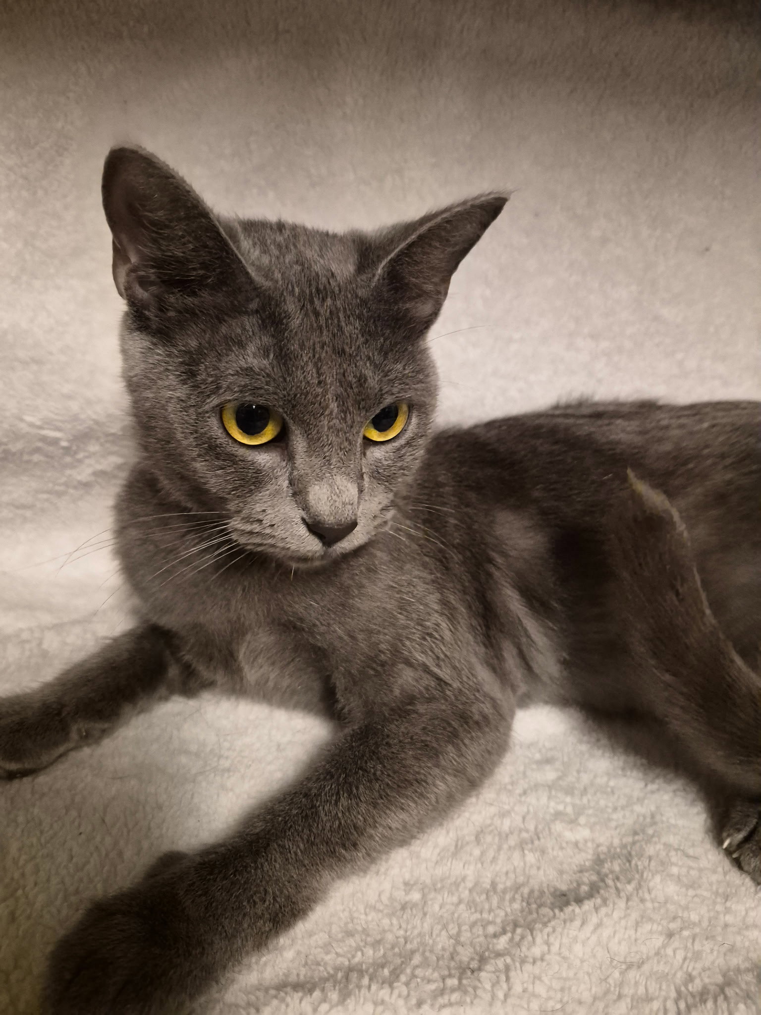 Jackie the Smokey Gray Beauty Image