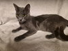 Jackie the Smokey Gray Beauty