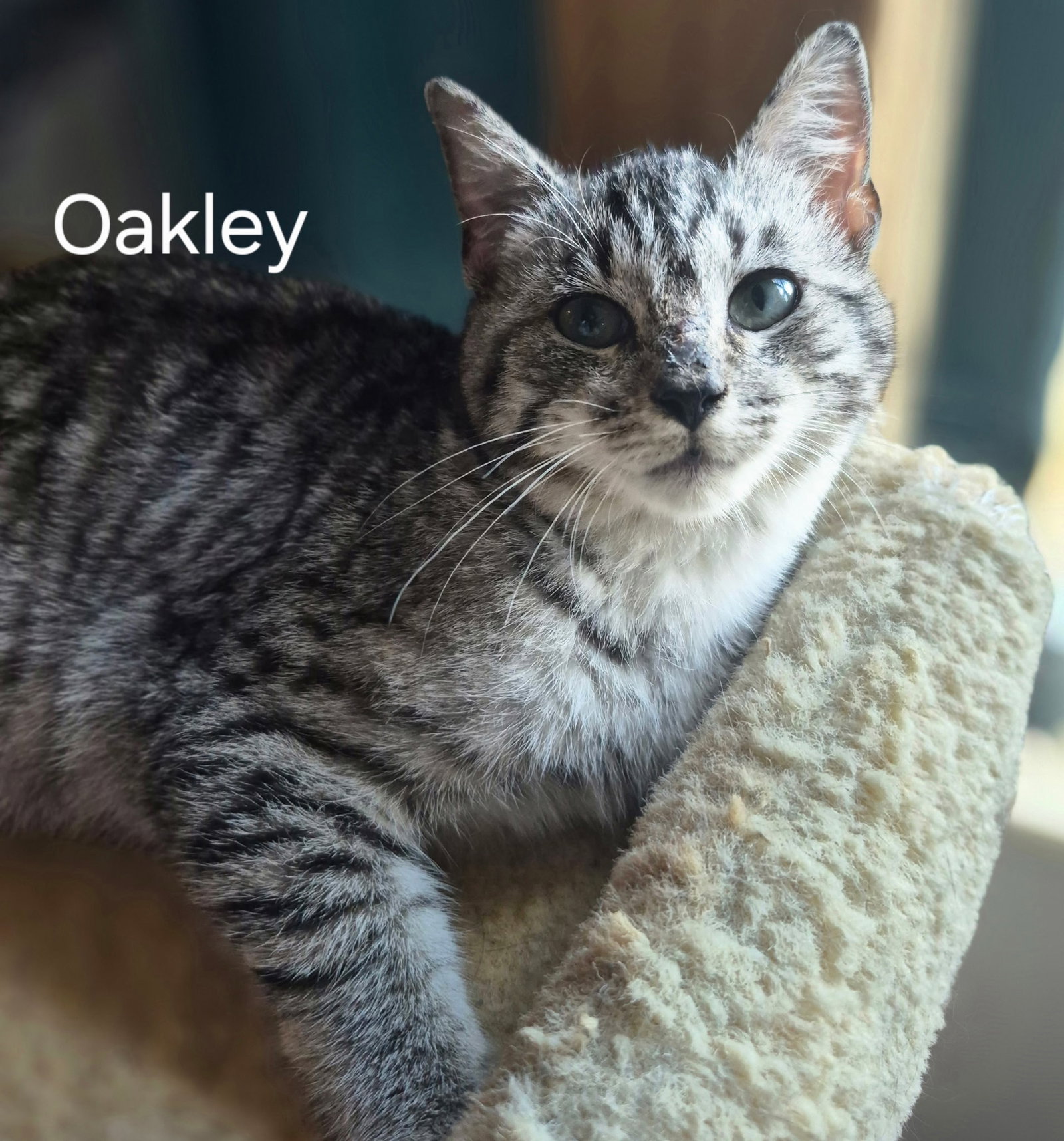 Oakley Image